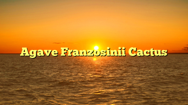 Agave Franzosinii Cactus