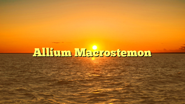 Allium Macrostemon