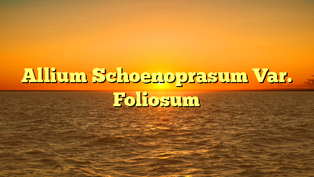 Allium Schoenoprasum Var. Foliosum