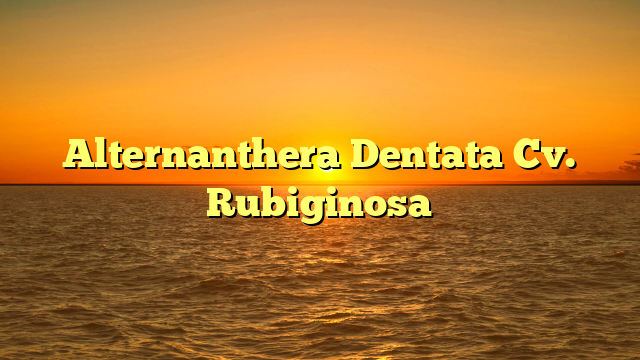 Alternanthera Dentata Cv. Rubiginosa