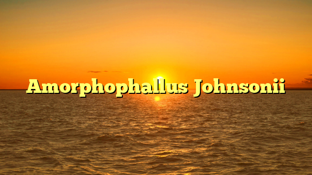 Amorphophallus Johnsonii