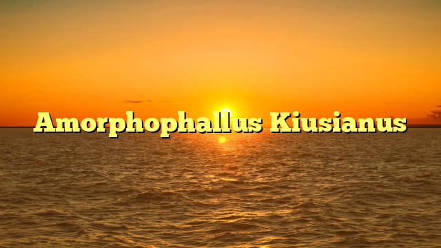 Amorphophallus Kiusianus