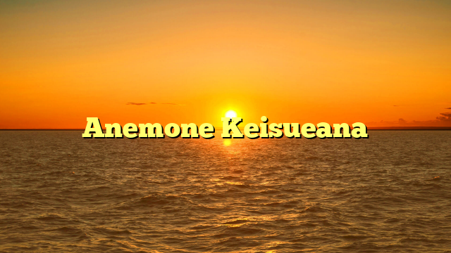 Anemone Keisueana