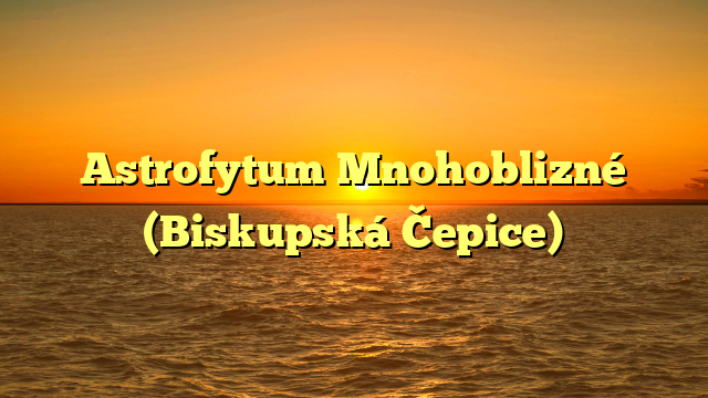 Astrofytum Mnohoblizné (Biskupská Čepice)