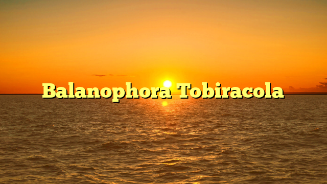 Balanophora Tobiracola
