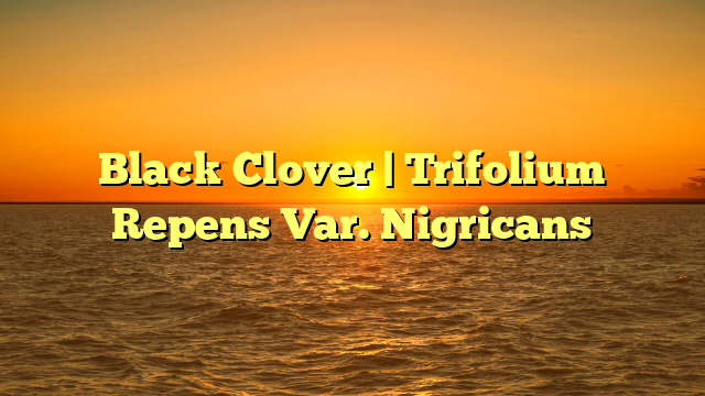 Black Clover | Trifolium Repens Var. Nigricans