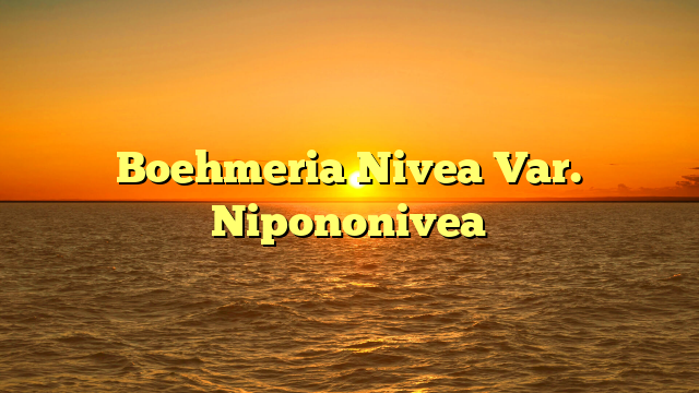 Boehmeria Nivea Var. Nipononivea