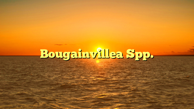 Bougainvillea Spp.