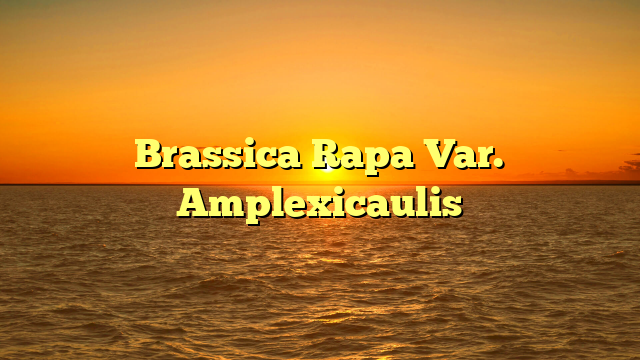 Brassica Rapa Var. Amplexicaulis