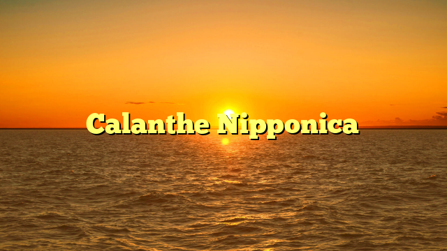 Calanthe Nipponica
