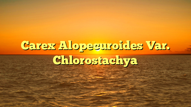 Carex Alopecuroides Var. Chlorostachya