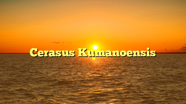 Cerasus Kumanoensis