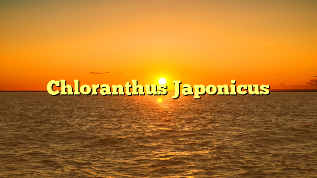 Chloranthus Japonicus