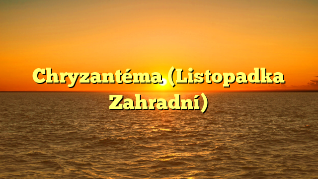 Chryzantéma (Listopadka Zahradní)