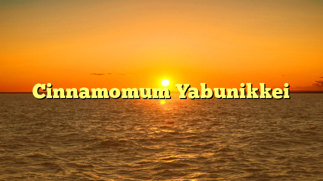 Cinnamomum Yabunikkei
