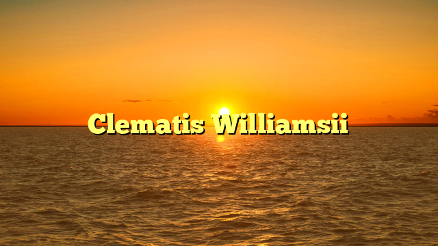 Clematis Williamsii
