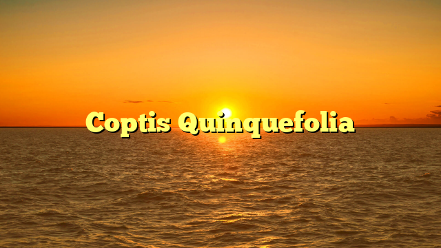 Coptis Quinquefolia
