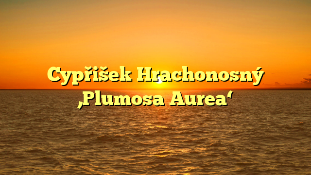 Cypřišek Hrachonosný ‚Plumosa Aurea‘