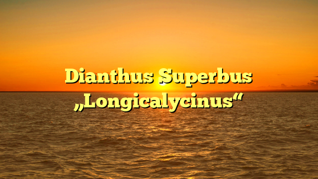 Dianthus Superbus  „Longicalycinus“
