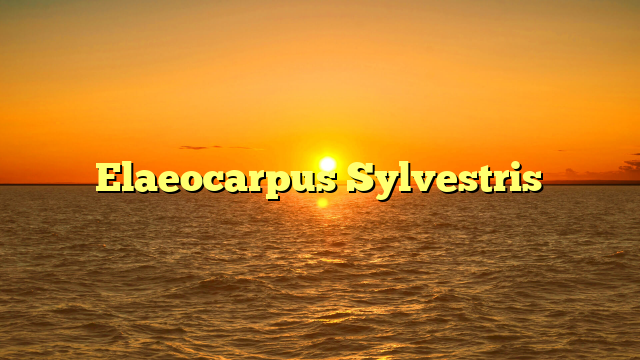 Elaeocarpus Sylvestris