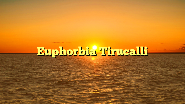 Euphorbia Tirucalli