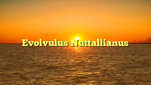 Evolvulus Nuttallianus