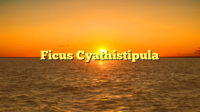 Ficus Cyathistipula