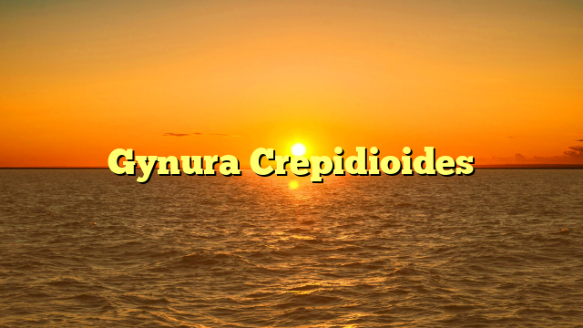 Gynura Crepidioides