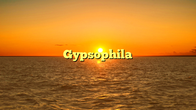Gypsophila