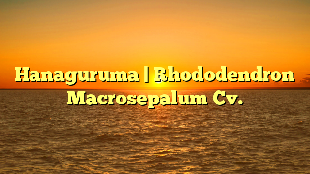 Hanaguruma | Rhododendron Macrosepalum Cv.
