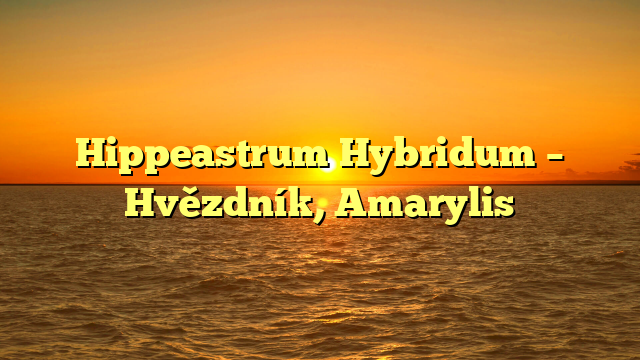 Hippeastrum Hybridum – Hvězdník, Amarylis