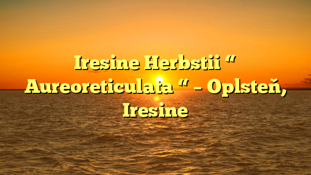 Iresine Herbstii “ Aureoreticulata “ – Oplsteň, Iresine