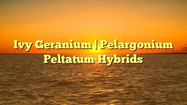 Ivy Geranium | Pelargonium Peltatum Hybrids