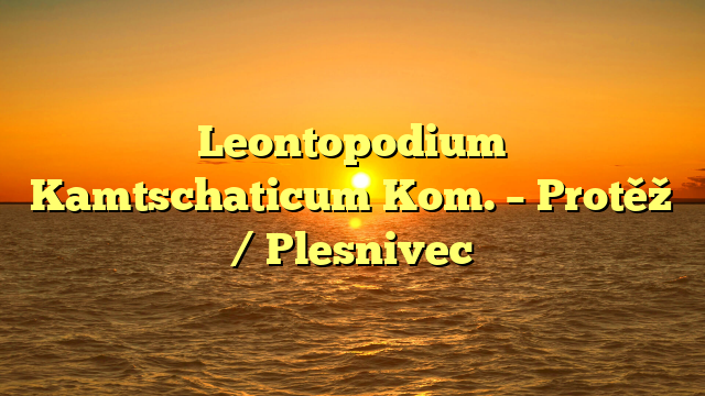 Leontopodium Kamtschaticum Kom. – Protěž / Plesnivec