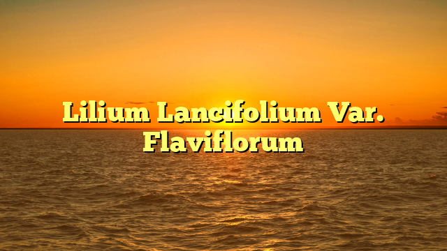 Lilium Lancifolium Var. Flaviflorum
