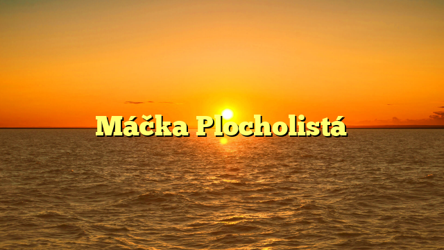 Máčka Plocholistá