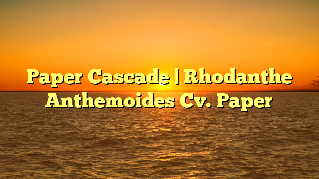 Paper Cascade | Rhodanthe Anthemoides Cv. Paper