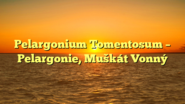 Pelargonium Tomentosum – Pelargonie, Muškát Vonný