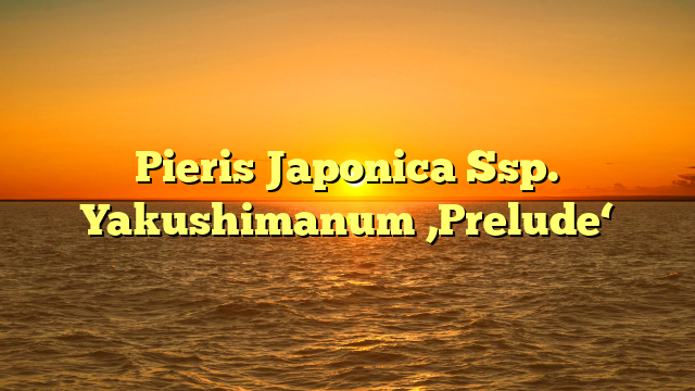 Pieris Japonica Ssp. Yakushimanum ‚Prelude‘