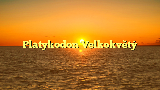 Platykodon Velkokvětý