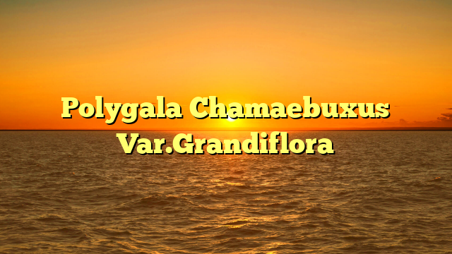 Polygala Chamaebuxus Var.Grandiflora