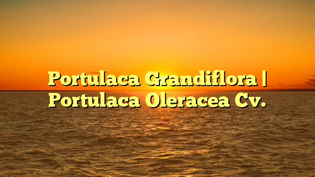 Portulaca Grandiflora | Portulaca Oleracea Cv.