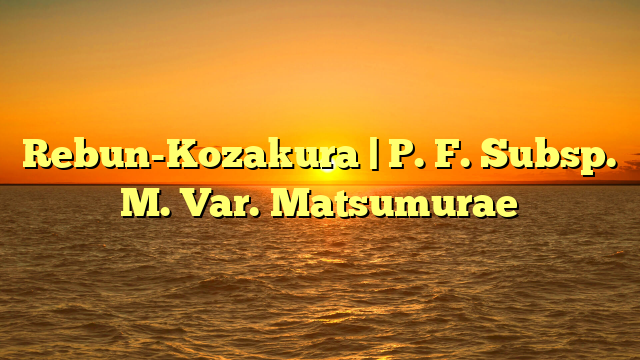 Rebun-Kozakura | P. F. Subsp. M. Var. Matsumurae