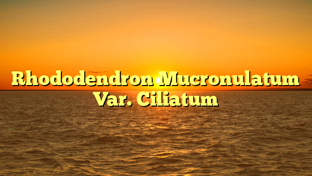Rhododendron Mucronulatum Var. Ciliatum