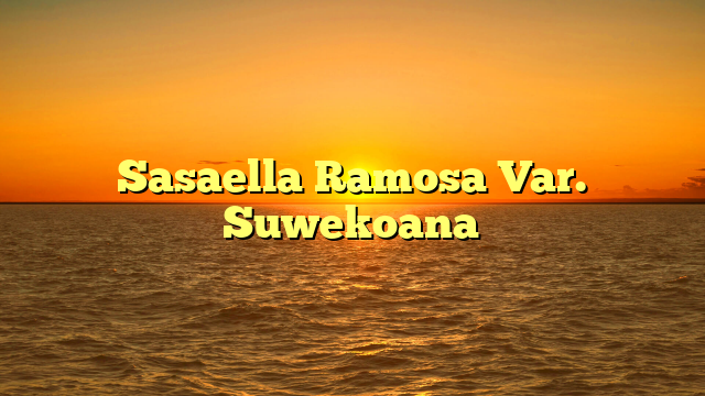 Sasaella Ramosa Var. Suwekoana