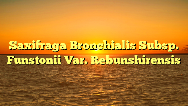 Saxifraga Bronchialis Subsp. Funstonii Var. Rebunshirensis