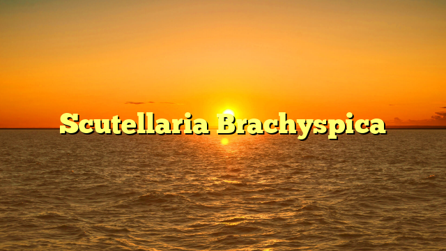 Scutellaria Brachyspica