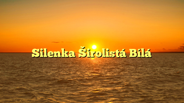 Silenka Širolistá Bílá
