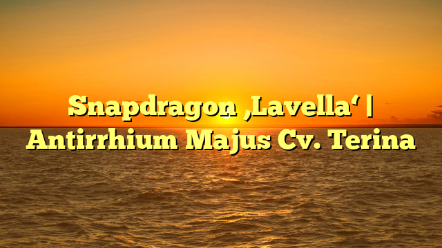 Snapdragon ‚Lavella‘ | Antirrhium Majus Cv. Terina
