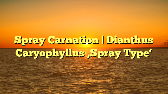 Spray Carnation | Dianthus Caryophyllus ‚Spray Type‘